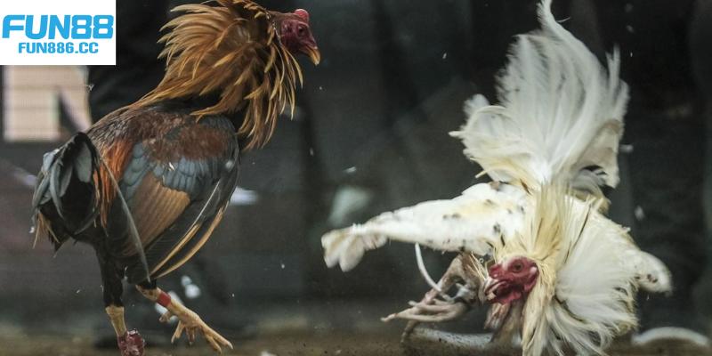 Đá Gà Fun88 - Cá Cược Chọi Gà Gay Cấn Top 1 Châu Á 4 3 hình thức thi đấu đá gà Fun88 ăn khách nhất