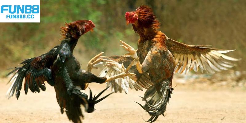 Đá Gà Fun88 - Cá Cược Chọi Gà Gay Cấn Top 1 Châu Á 2 Giới thiệu sảnh đá gà Fun88 tổng quan